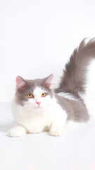 gray and white female persian fluffy cat photo shoot session studio with white background with cat expression