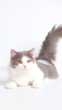 gray and white female persian fluffy cat photo shoot session studio with white background with cat expression