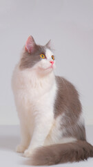 Obraz premium gray and white female persian fluffy cat photo shoot session studio with white background with cat expression