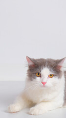 gray and white female persian fluffy cat photo shoot session studio with white background with cat expression