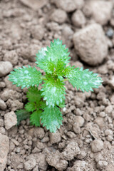 Ortiga, planta que da horticaria de cerca