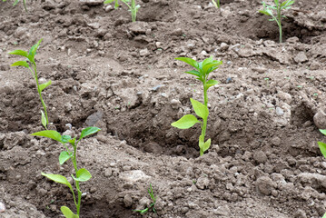 Tomateras recién plantadas en huerto, pequeñas, creciendo. Alimento sostenible y ecológico