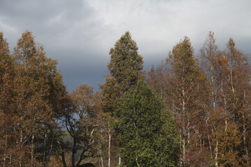 Bosque invierno, winter forest