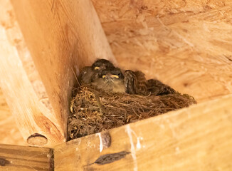 A nest with baby robins located on a wooden beam supporting a plywood roof on a gazebo. 