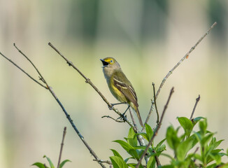 A white-eyed vireo singing on a dead tree branch in North Carolina. 