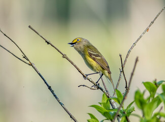 A white-eyed vireo perched on a dead tree branch during spring bird migration. 