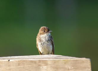 An eastern phoebe bird perched on the edge of a wooden deck railing. 