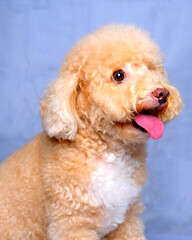cream creamy female poodle dog photo shoot session on studio with red gray blue background and happy expression