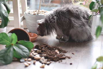 Cat is sniffing plant pot and spilled soil that fell down on a floor