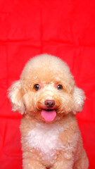 cream creamy female poodle dog photo shoot session on studio with red color background and happy expression