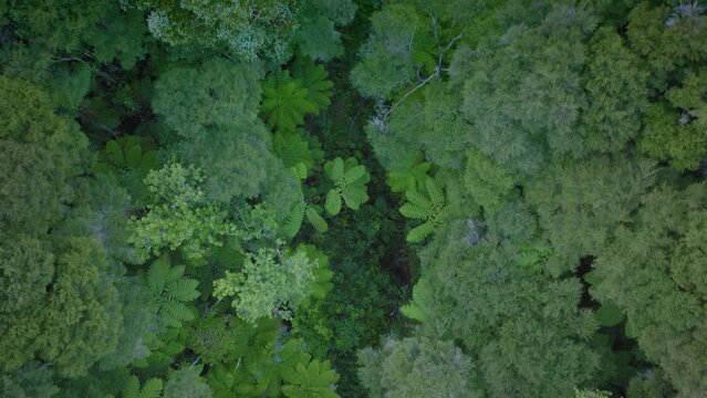 Aerial: top down view of New Zealand native bush, coromandel