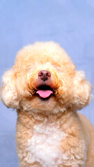 cream creamy female poodle dog photo shoot session on studio with red gray blue background and happy expression