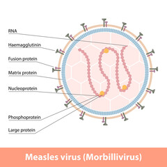 Measles virus cell (Morbillivirus). Detailed virion scheme