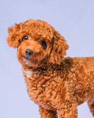 chocolate fur color poodle dog photo shoot session on studio with gray color background and happy expression