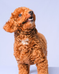 chocolate fur color poodle dog photo shoot session on studio with gray color background and happy expression