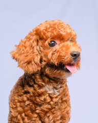 chocolate fur color poodle dog photo shoot session on studio with gray color background and happy expression