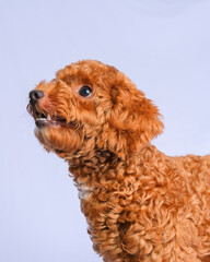chocolate fur color poodle dog photo shoot session on studio with gray color background and happy expression