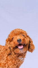 chocolate fur color poodle dog photo shoot session on studio with gray color background and happy expression