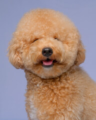 cream creamy female poodle dog photo shoot session on studio with gray blue background and happy expression