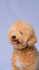 cream creamy female poodle dog photo shoot session on studio with gray blue background and happy expression