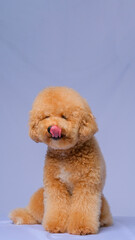 cream creamy female poodle dog photo shoot session on studio with gray blue background and happy expression