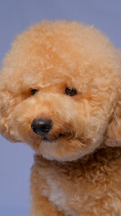 cream creamy female poodle dog photo shoot session on studio with gray blue background and happy expression
