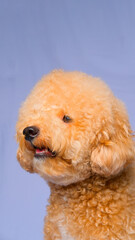 cream creamy female poodle dog photo shoot session on studio with gray blue background and happy expression