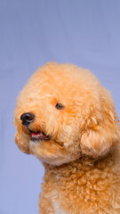 cream creamy female poodle dog photo shoot session on studio with gray blue background and happy expression