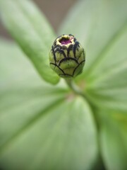 ladybird on a leaf