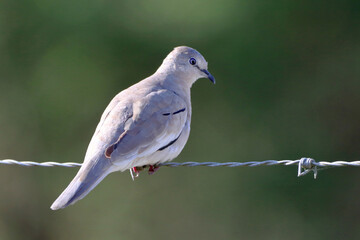 Picui Ground-Dove (Columbina picui) perched on barbed wire