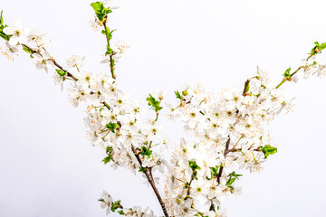 Blooming cherry plum branches isolated on white background. Festive greeting card