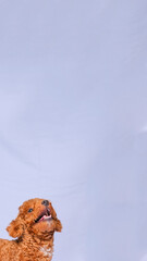 chocolate fur color poodle dog photo shoot session on studio with gray color background and happy expression