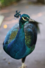 Pavão Azul / Peacock Blue