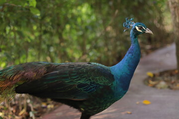 Obraz premium Pavão / Peacock