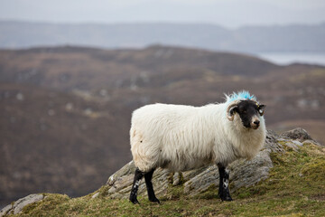 Fototapeta premium Upland sheep near Dun Carloway, Isle of Lewis, Scotland, United Kingdom