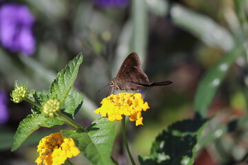 MaMariposa na Flor / Moth on the Flower