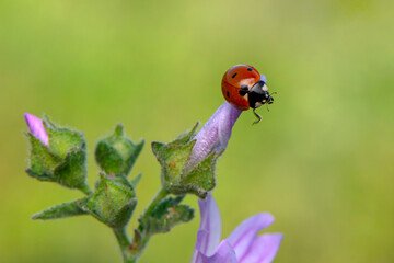 Fototapeta premium Beautiful ladybug on leaf defocused background