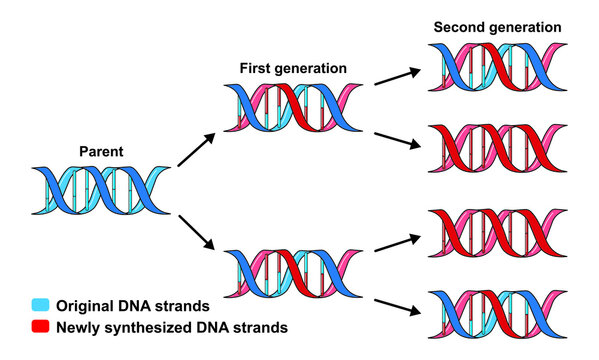 Scientific Designing Of Semiconservative Replication Of DNA Model. Colorful Symbols. Vector Illustration.