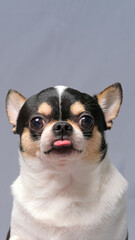 male chihuahua photoshoot studio session pet dog photography with property and background gray color