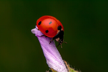 Beautiful ladybug on leaf defocused background