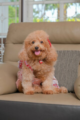 chocolate fur color poodle dog photo shoot session on studio with gray color background and happy expression