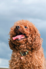 chocolate fur color poodle dog photo shoot session on studio with gray color background and happy expression