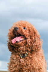 chocolate fur color poodle dog photo shoot session on studio with gray color background and happy expression