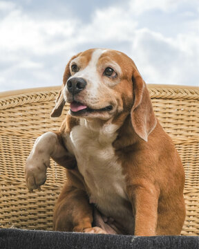 female beagle dog photo shoot session pet photography with in the house with cute expression
