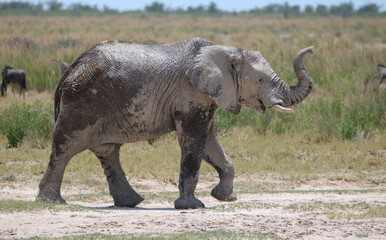 Fototapeta premium African elephant in Etsoah National Park, namibia