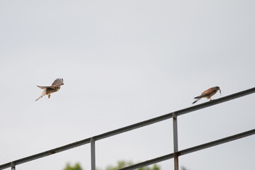 common kestrel is hunting and nesting in a bridge