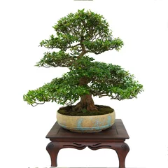 Poster Tree bonsai of boxwood plant in pot on small wooden table on white background © Iryna