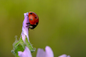 Beautiful ladybug on leaf defocused background