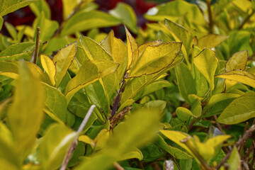 yellow garden leaves