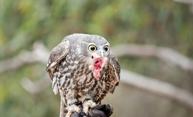 the barking owl is eating a rat